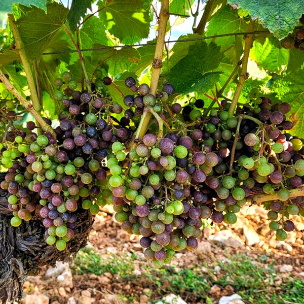 De la vigne au raisin